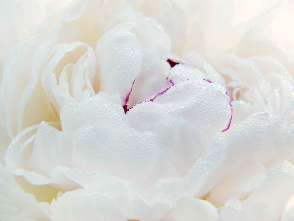 Peonies - Flowers for Bridal Bouquet