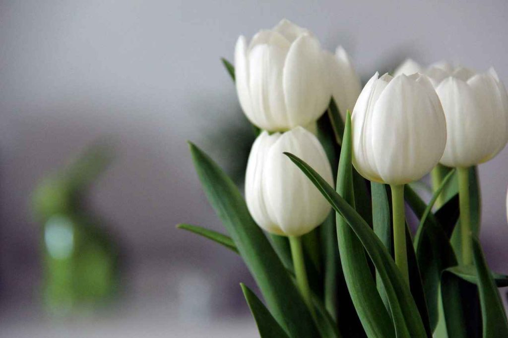 Tulips - Flowers for Bridal Bouquet